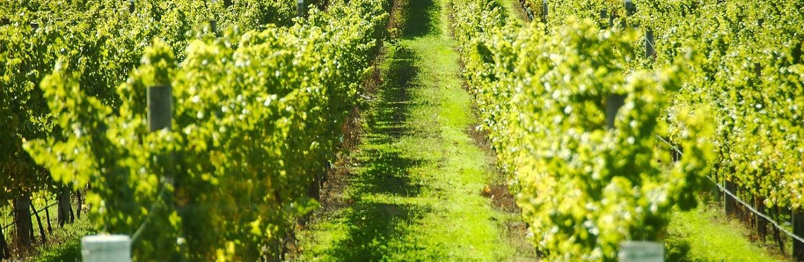 grape-vines-1170×382
